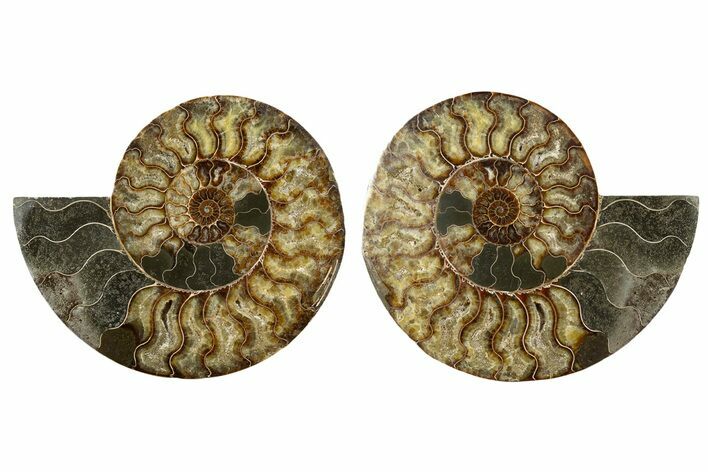 Large, Cut & Polished Ammonite Fossil - Madagasar #345540